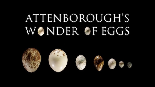 Attenborough's Wonder of Eggs