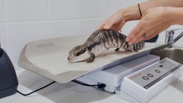 Veterinærer for merkelige dyr