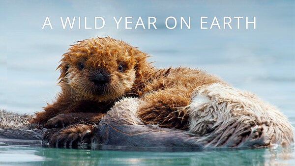 Et vilt år på Jorden