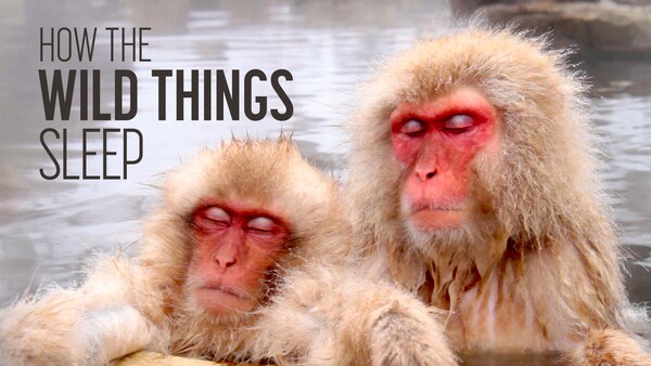 Hvordan villdyrene sover