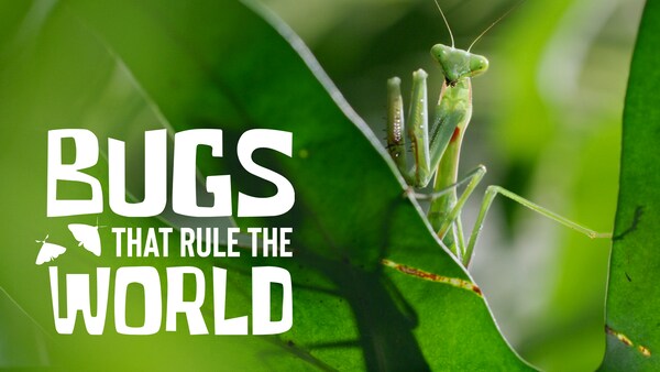 Insekter som styrer verden
