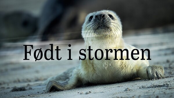 Født i stormen