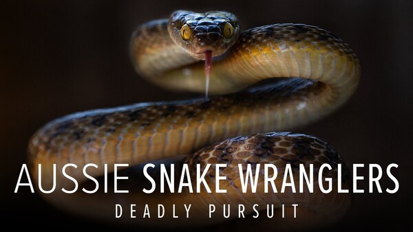 Australske slangetemmere: Livsfarlig forfølgelse