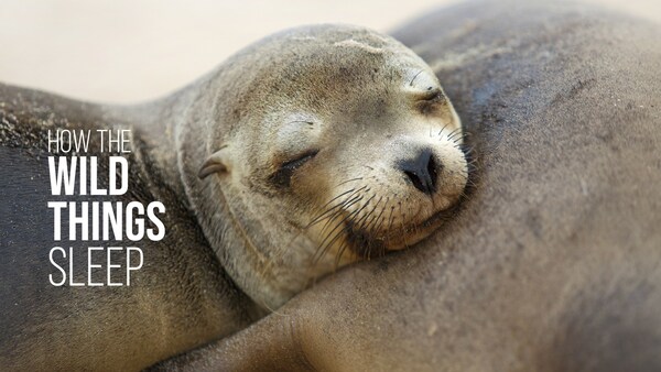 Hvordan villdyrene sover